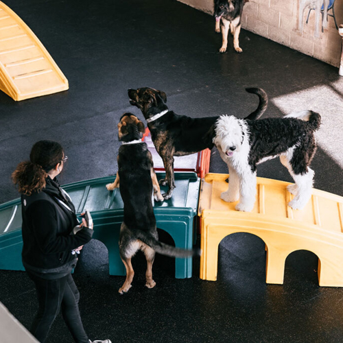 Dogs climb and stand on a play ramp